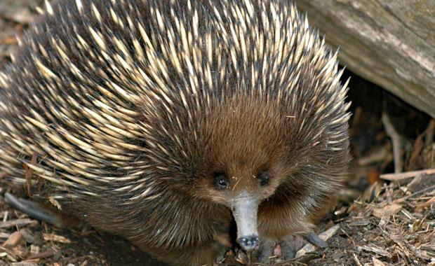 The Echidna, or spiny ant eater.