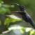 The violet sabrewing hovers in the air