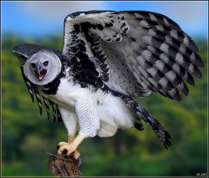 This harpy eagle is mad at you