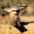 Bat-eared foxes are so craaazzzy